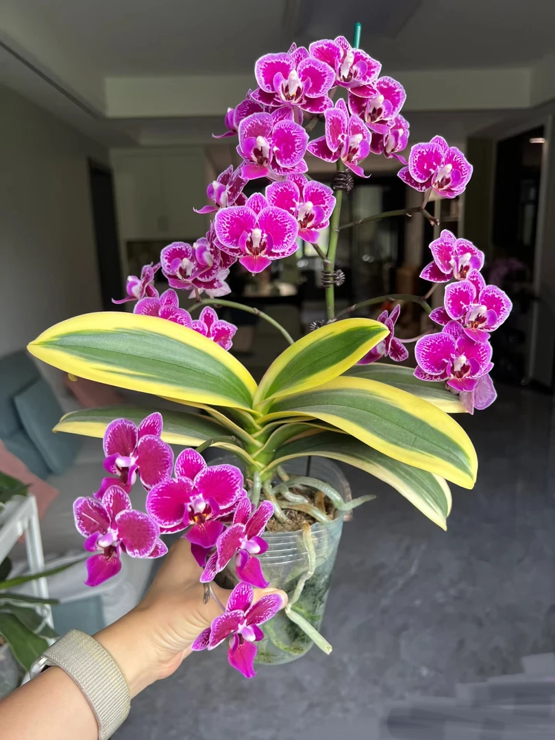 金边蔓越莓蝴蝶兰（刚出剑）3.0寸壮根