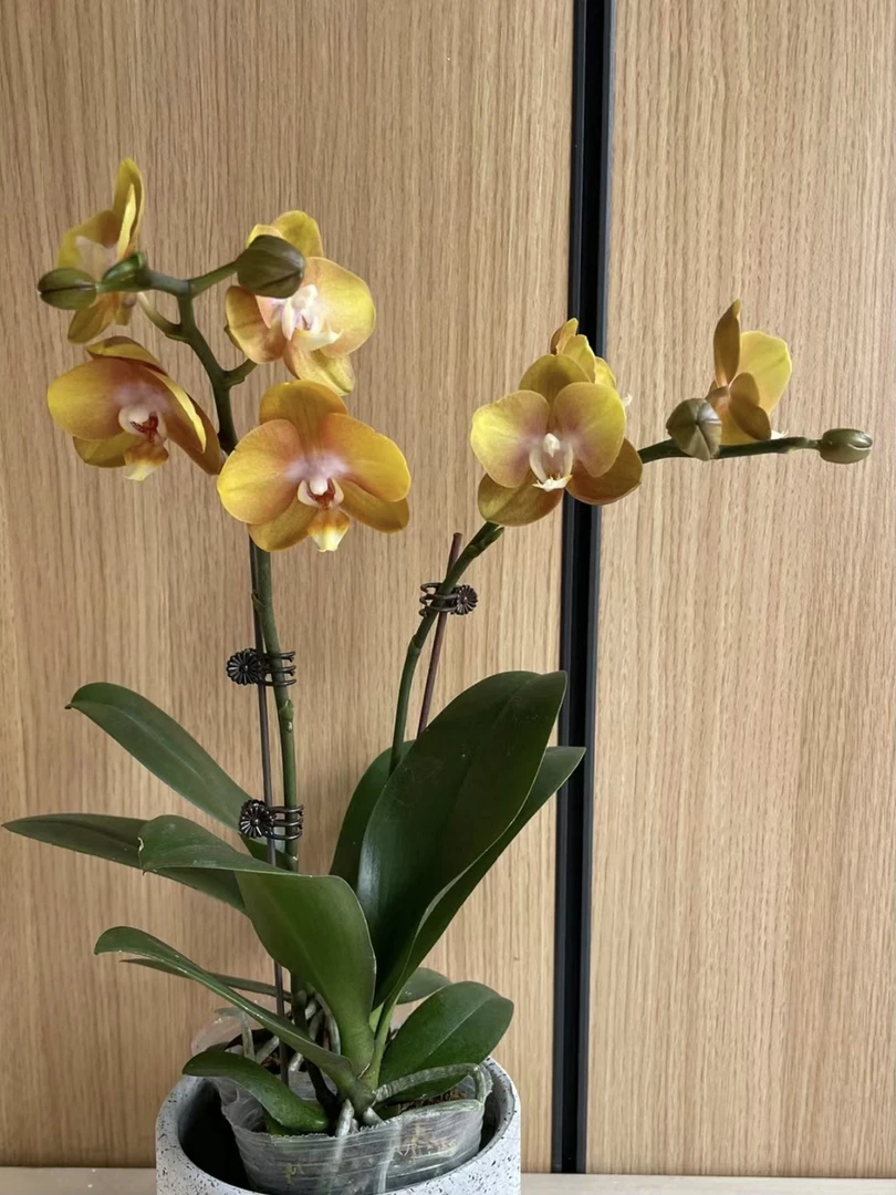 安祖拉斯维加斯蝴蝶兰3.5寸杯（花剑短）蜡质花复古金黄色