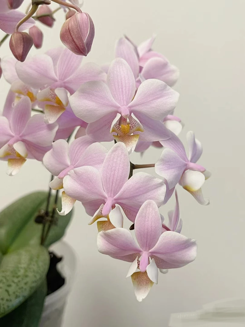 槟榔西施蝴蝶兰3.0寸小杯（有花剑）粉色花带香味