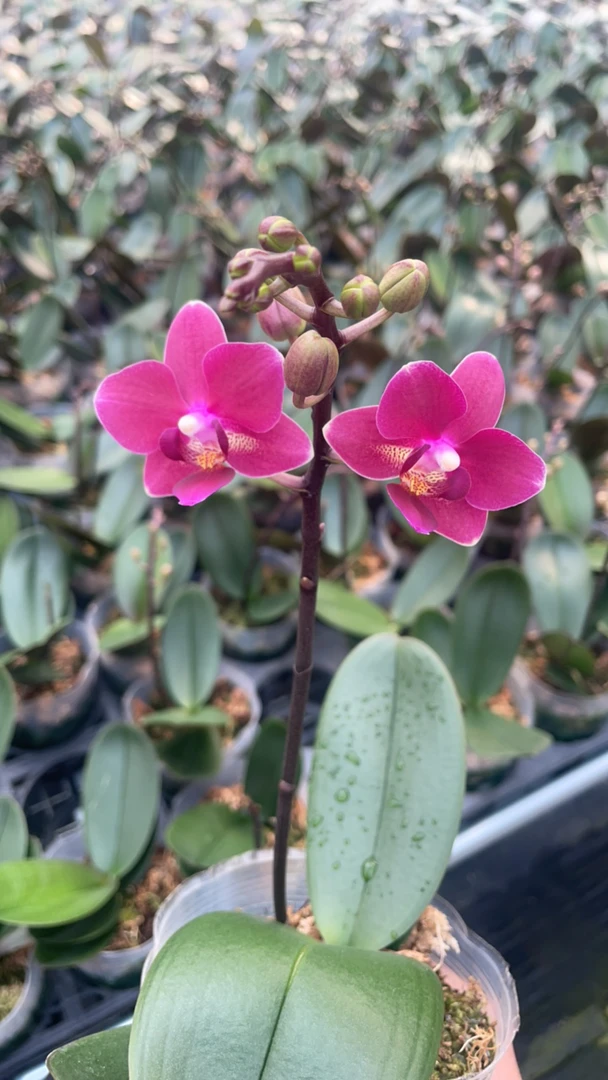 夏蒙尼蝴蝶兰3.5寸杯（双花剑带花苞）红色小花