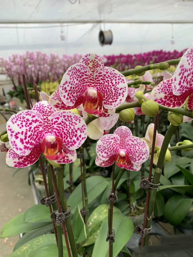 黑杰克蝴蝶兰3.0寸杯（没花剑）麻点中花