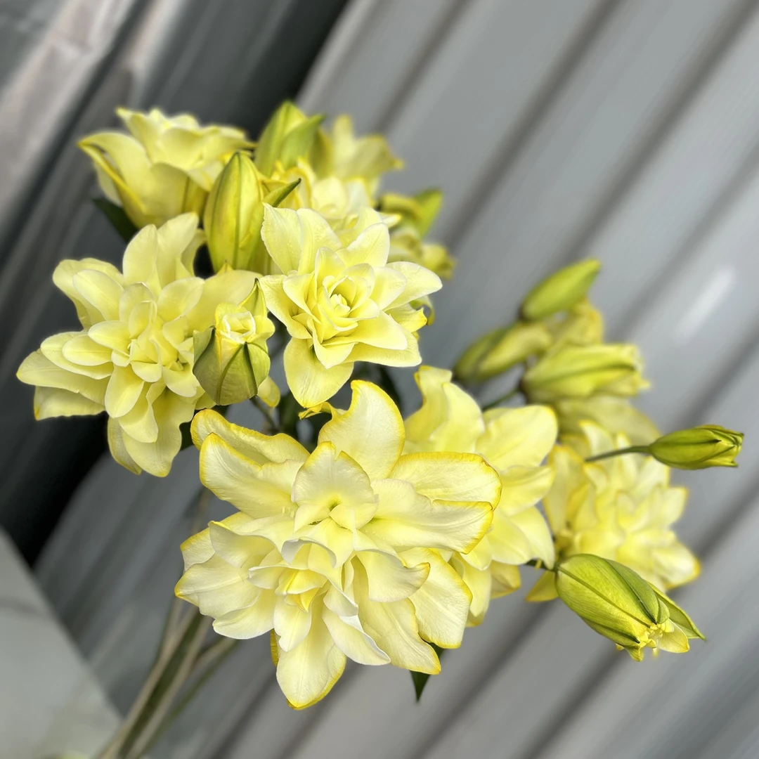 【十三花开】金色迈阿密重瓣香水百合吸色高端定制