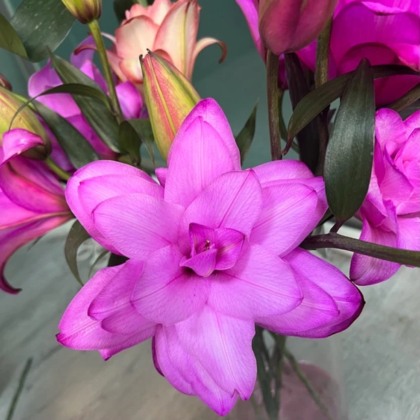 眉飞色舞重瓣香水百合吸色高端定制