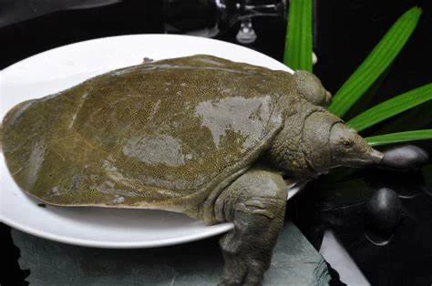 黄甲鱼（要杀请备注）