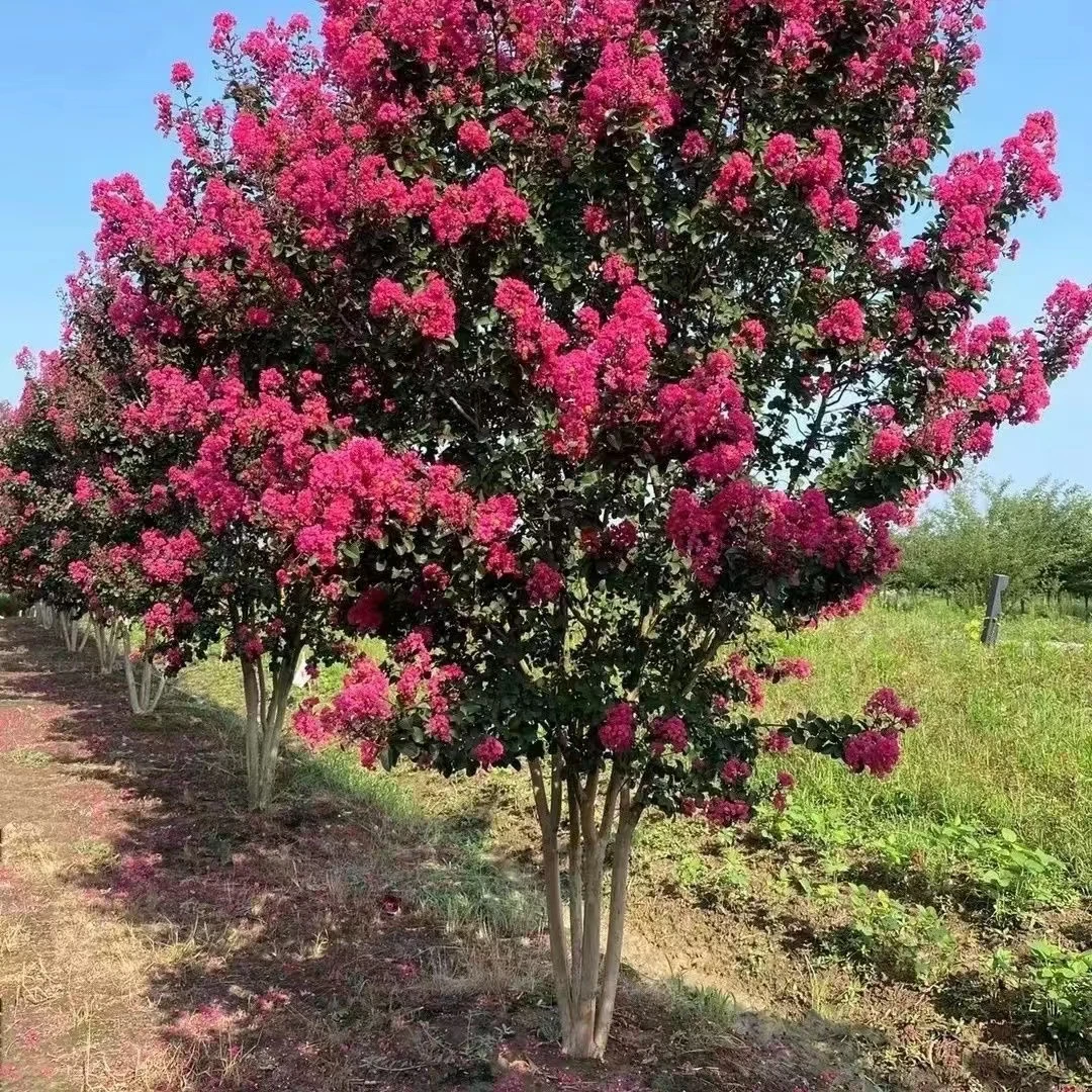 紫薇树苗美国红火箭庭院天鹅绒速生红火球盆栽百日红花卉树苗绿化