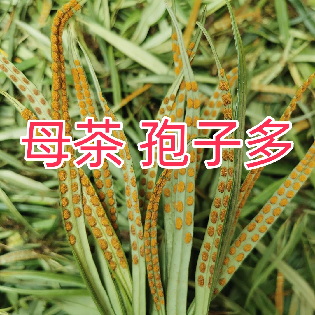 【母茶带孢子】野生黄金草茶绿茶东北特产长白山 石头茶 精选小叶茶