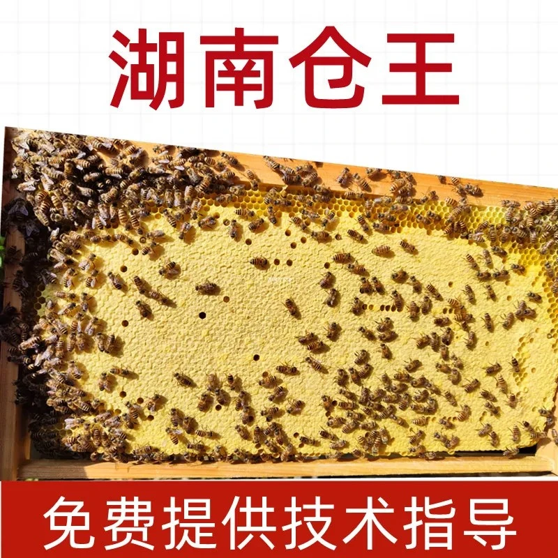 中蜂带子脾巢脾蜜蜂脾蜂蜡剿础中华蜜蜂蜂群养蜂出售养蜂用品