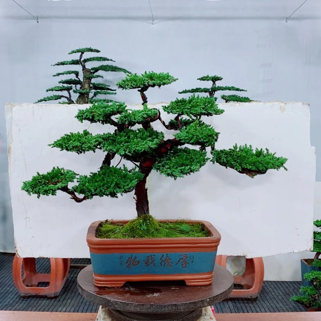 原生巴西珍珠柏盆景