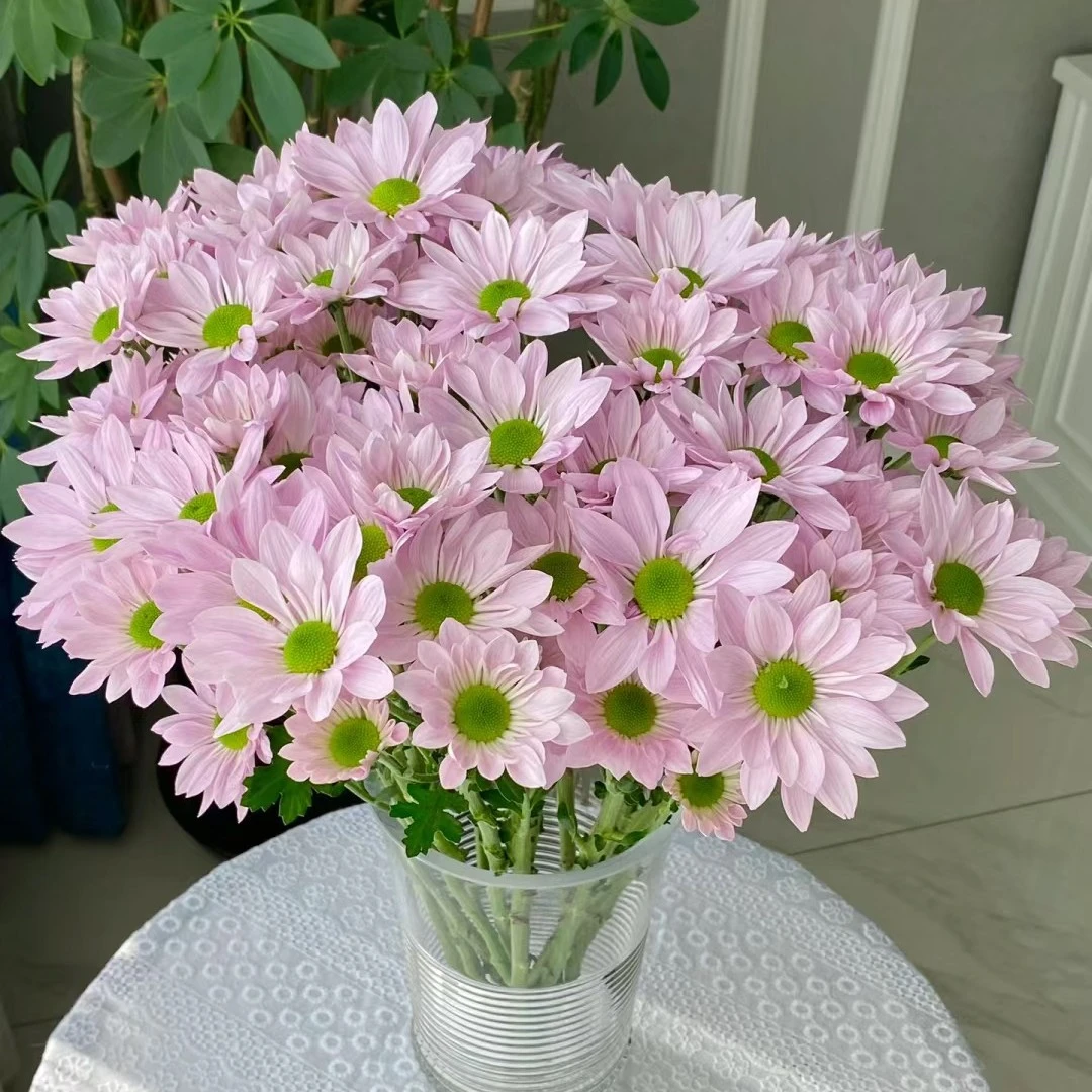10支粉色三文鱼——待机小王子
