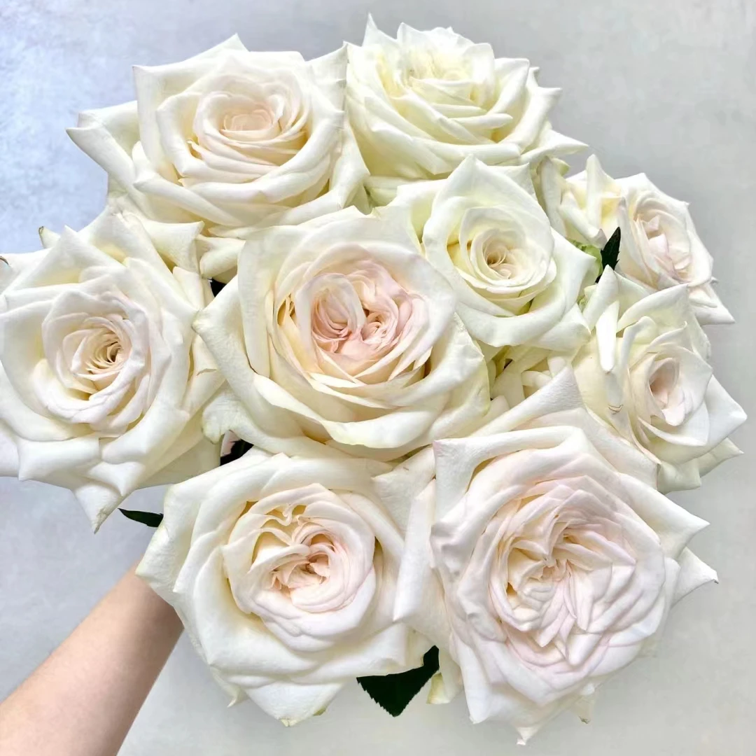 烛光—单头玫瑰—收到花第一时间醒花哦（实物以直播间为准）