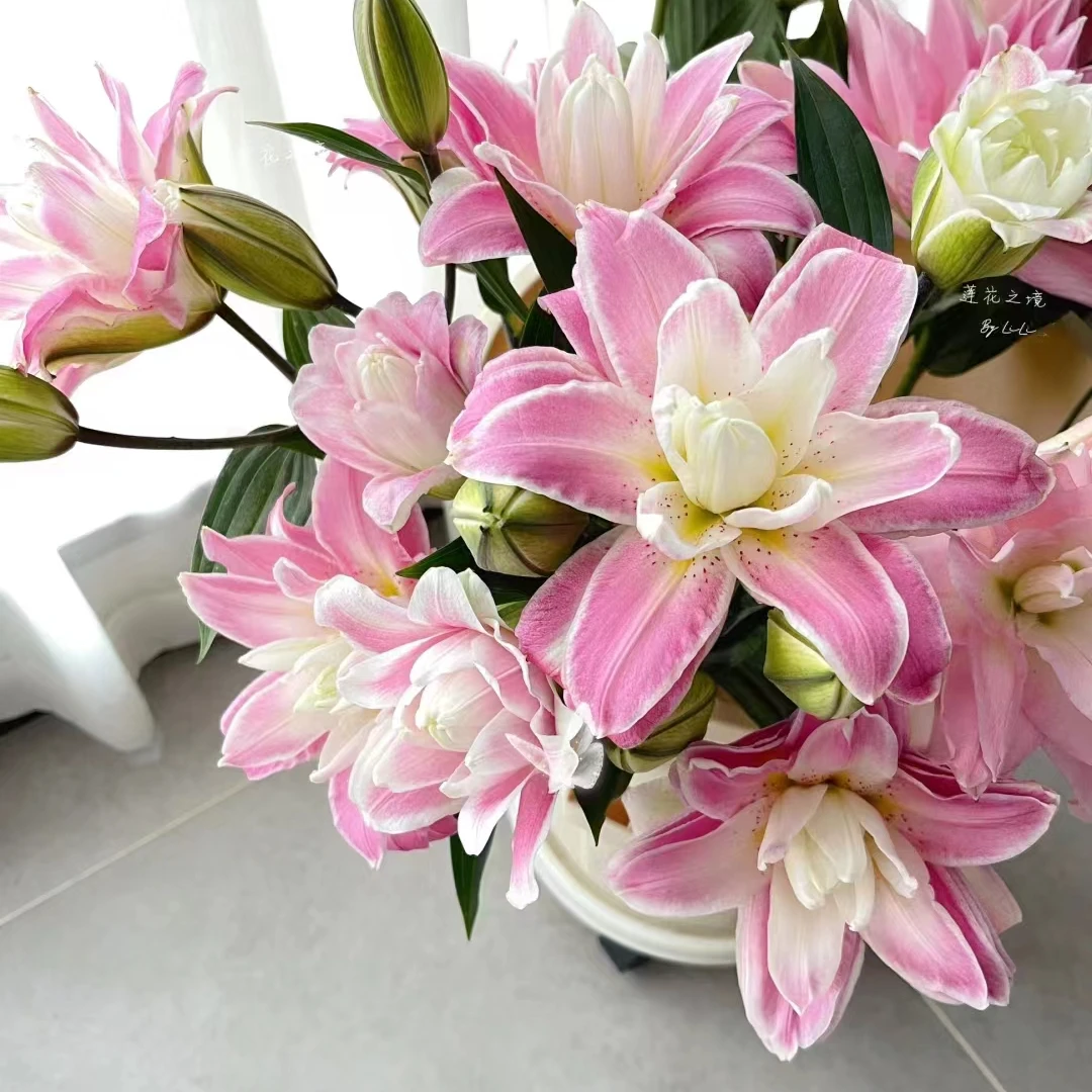 莲花之境多头重瓣百合