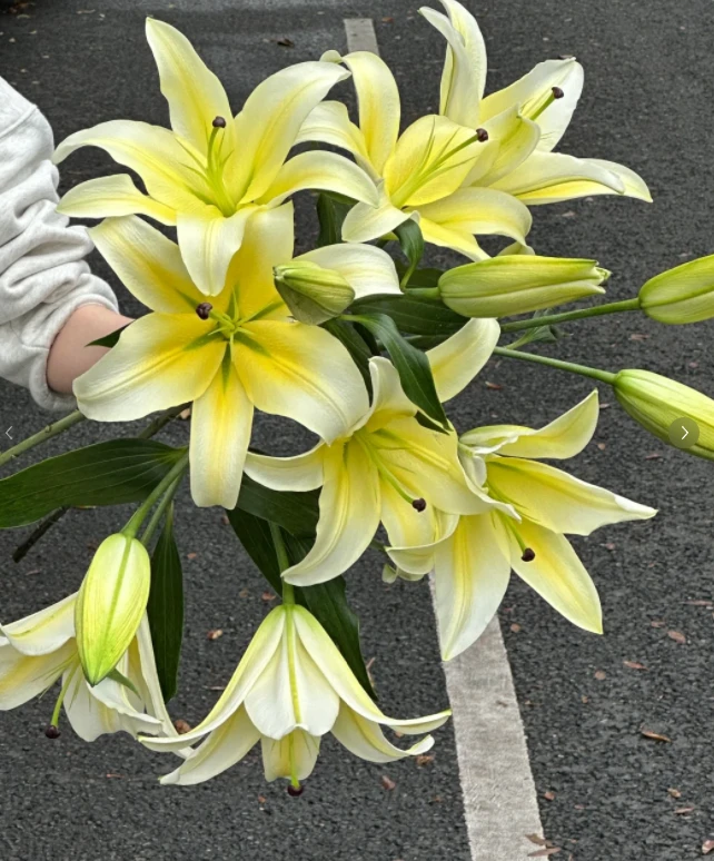 3头黄天霸百合—香味浓花朵硕大如脸-多加保鲜剂