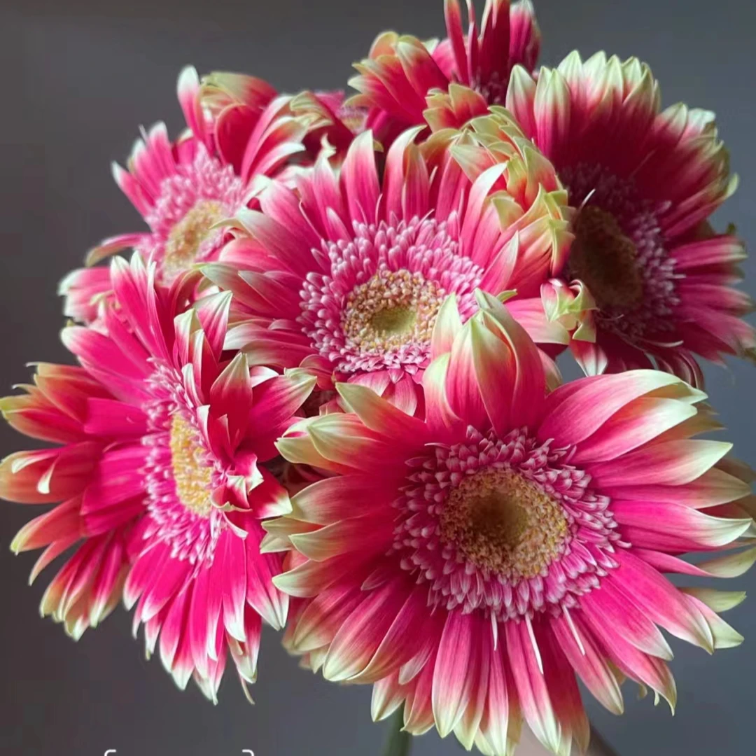 情人非洲菊——收到第一时间醒花（实物直播间为准）