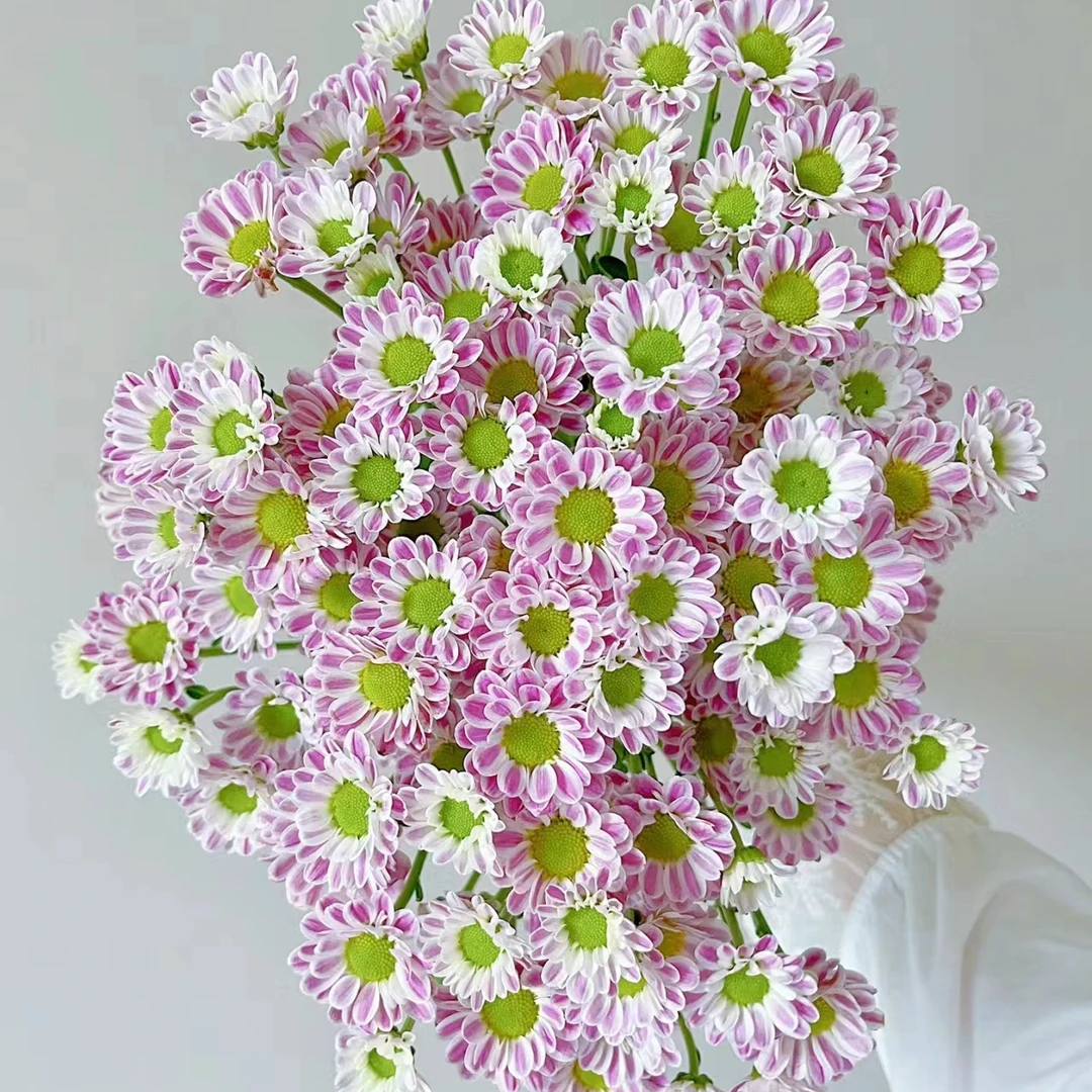 斑纹--小菊--实物以直播间为准