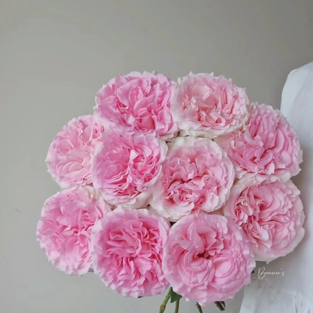 (定制精选）洛神玫瑰花花魁，仙气飘飘，花期长，