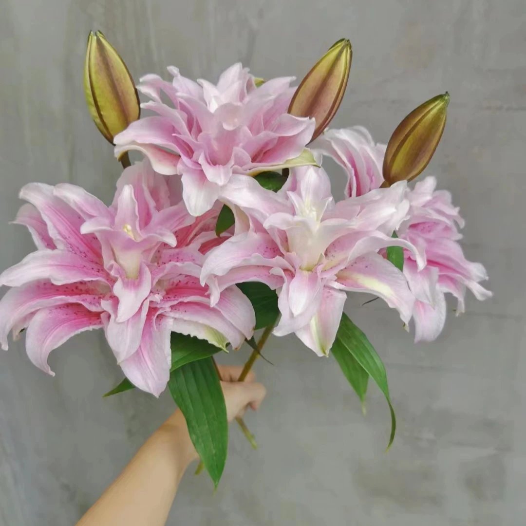 多头伊莎贝拉——重瓣百合--收到花有问题联系客服