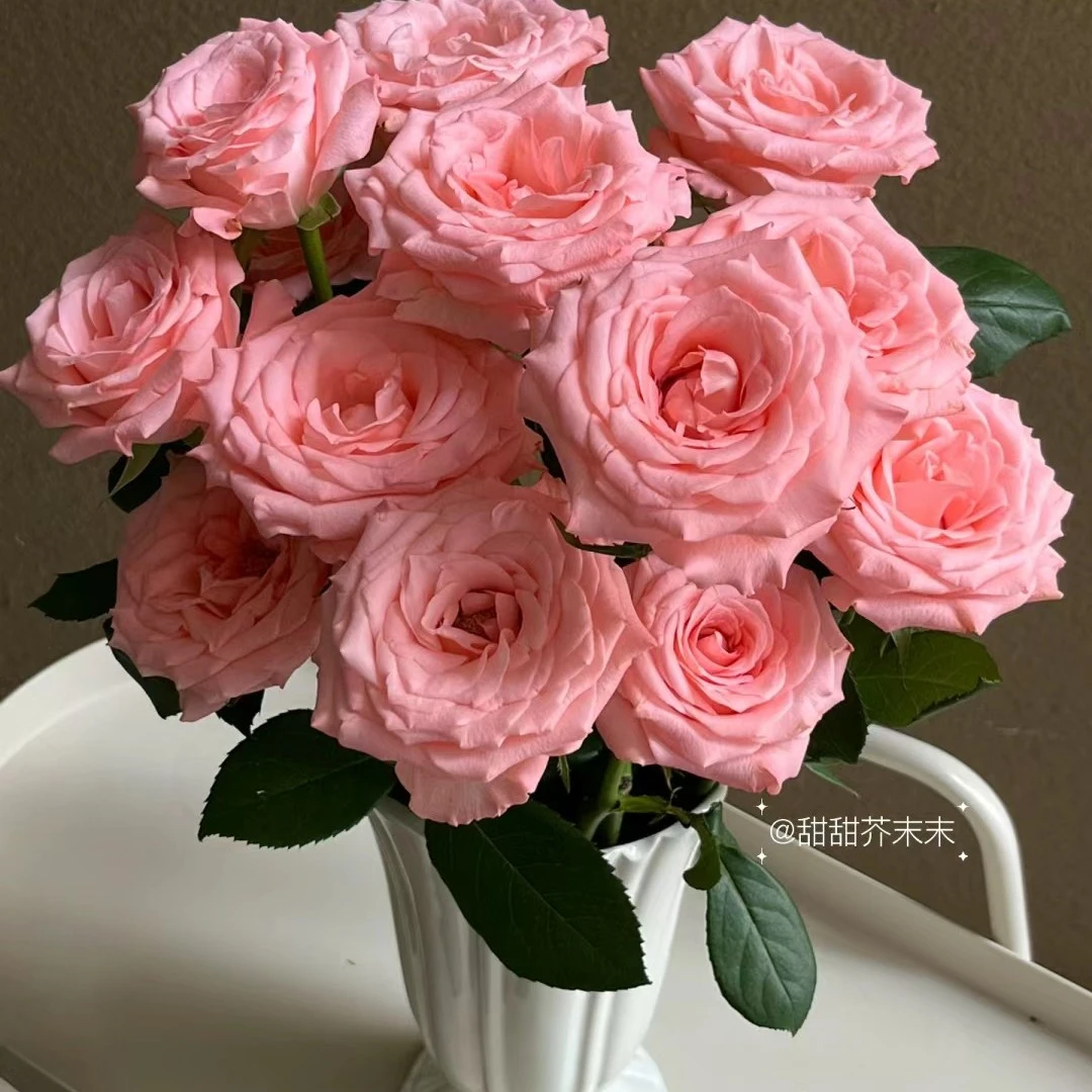 A级戴安娜——（实物以直播间为准）