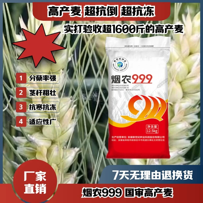3烟农999国审小麦抗寒抗冻抗倒分蘖强高产小麦买十袋送一袋