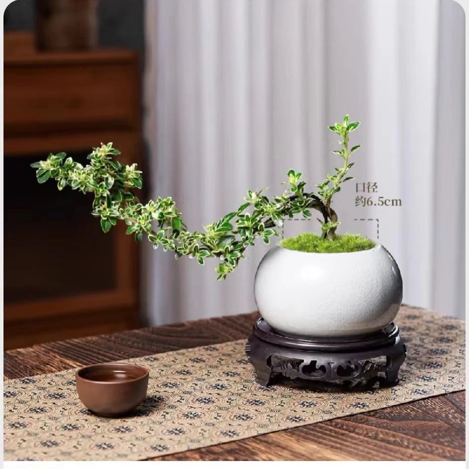 金边六月雪悬崖小选择造型老桩复古风格禅意生长桌面办公施肥花卉