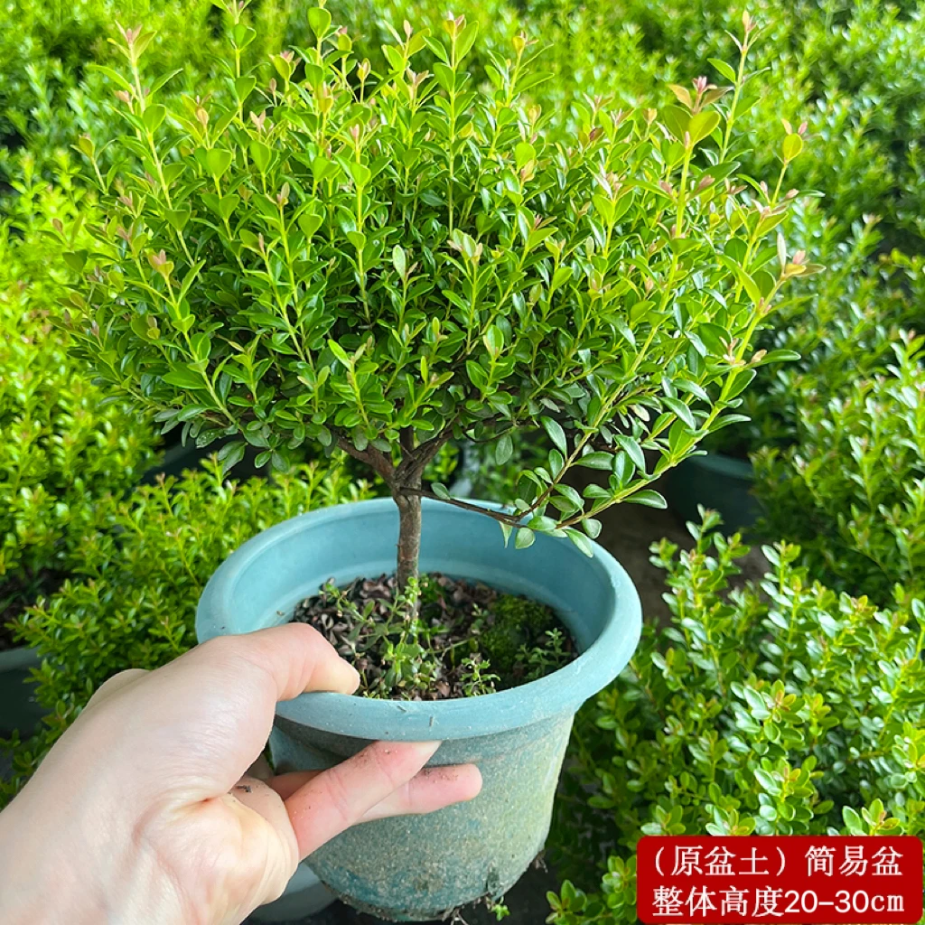【中式】小叶赤楠盆景老桩植物办公室绿植室内养护花卉摆件老桩常青