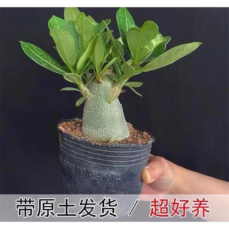 沙漠玫瑰小苗花卉植物庭院阳台好养四季开花观花绿植盆栽耐旱养护