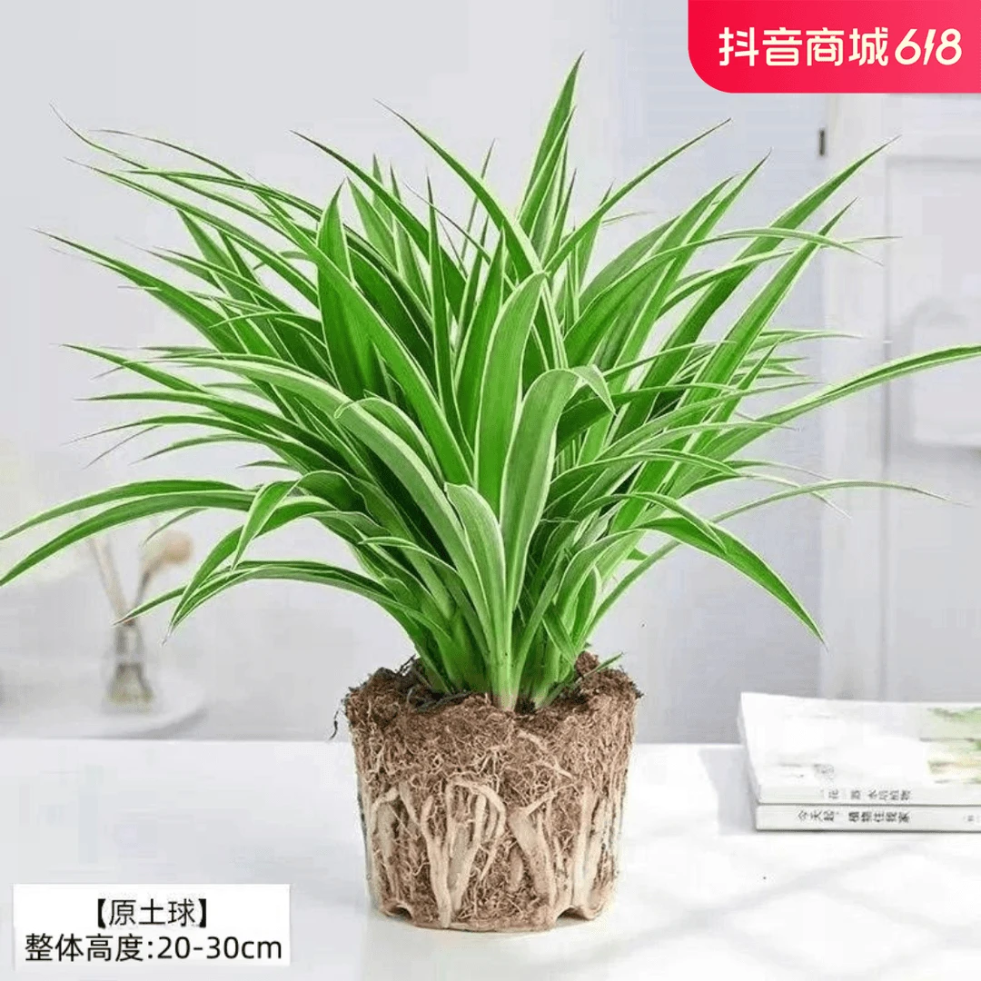 金边吊兰青叶吊兰盆栽阳台办公室内花卉绿植好养垂吊植物吸除甲醛