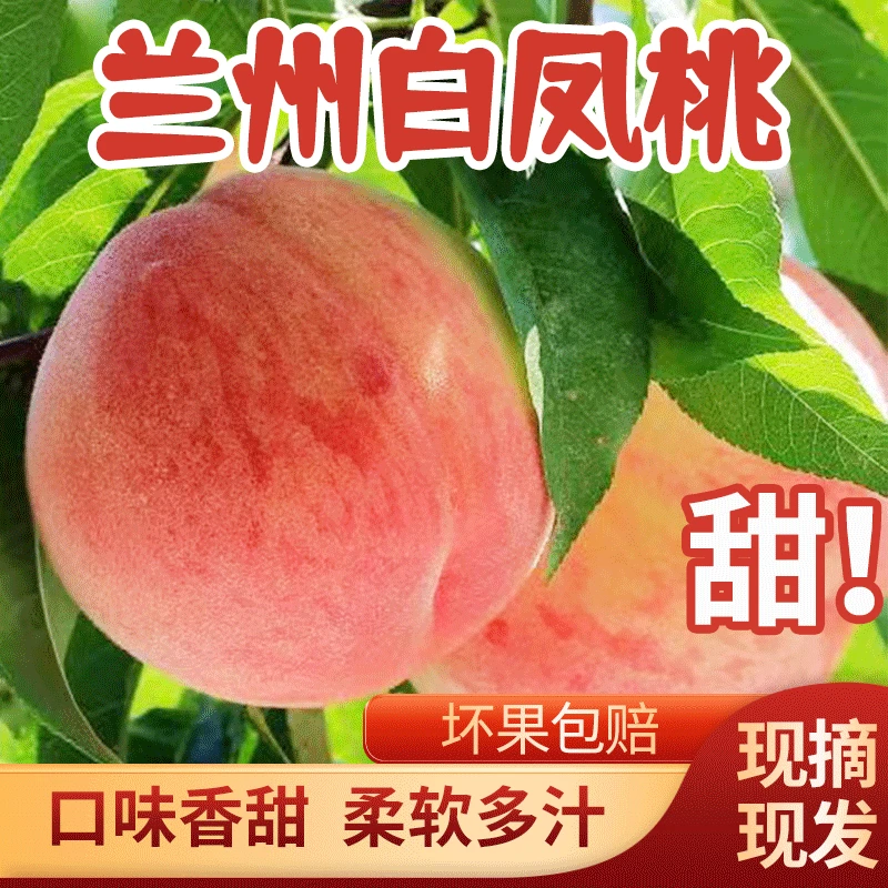 甘肃兰州白凤桃新鲜桃子采摘发货香甜可口爆汁甜安宁白凤桃