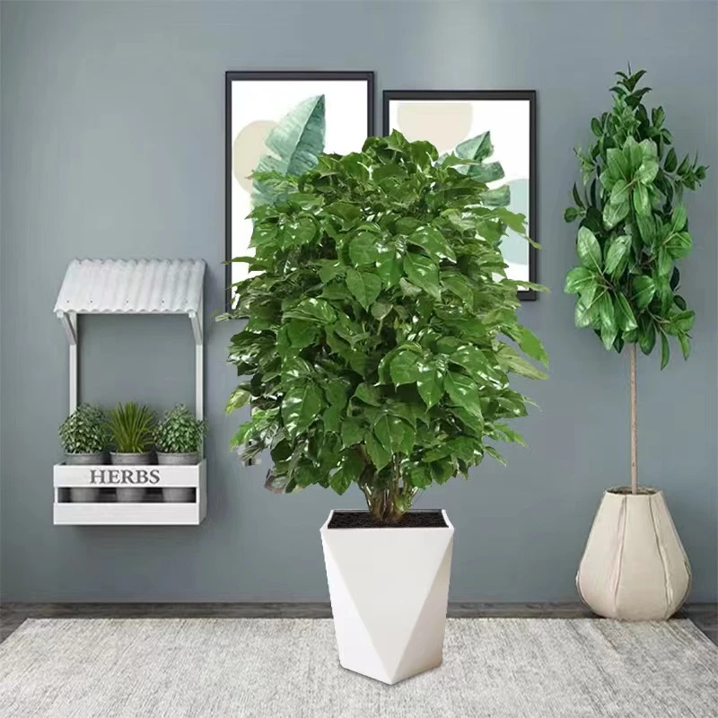幸福树.绿植盆栽大型绿植花卉树盆栽室内客厅办公室植物