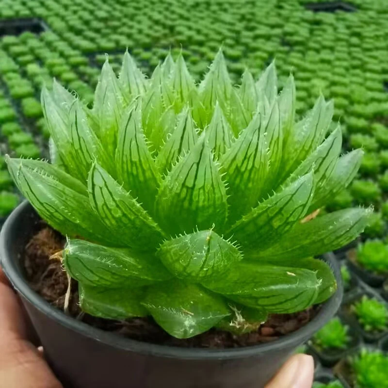 樱水晶玉露新手套餐多肉植物多肉组合植物盆栽种好发货含盆含土