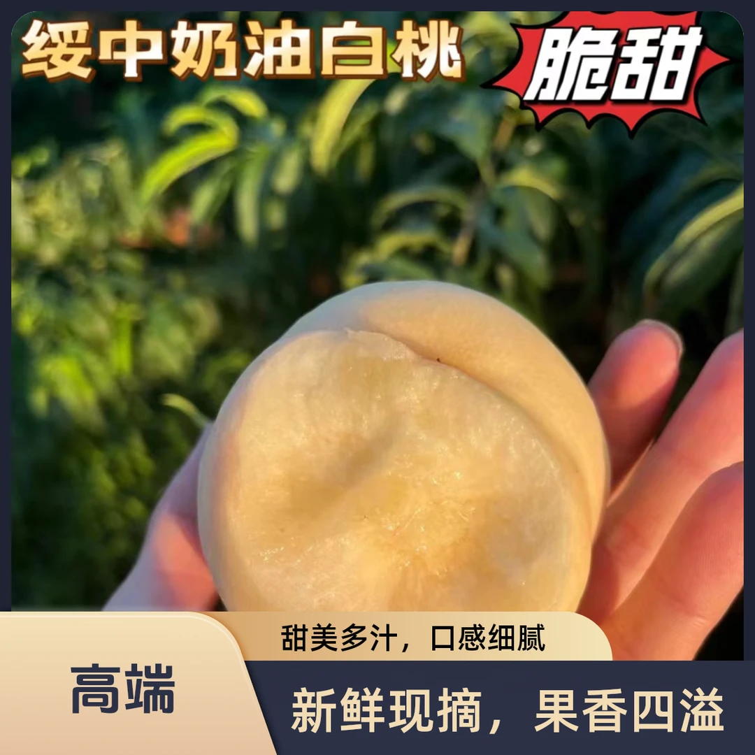 绥中奶油白桃脆甜爽口新鲜采摘果园果农产地直发顺丰包邮坏果包赔
