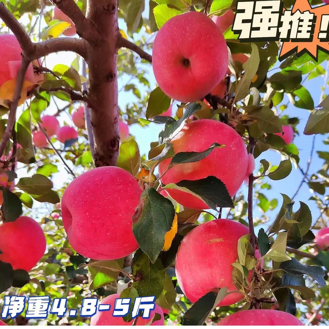东北山地脆甜红富士苹果23年新果自然成熟净重4.8-5斤包邮