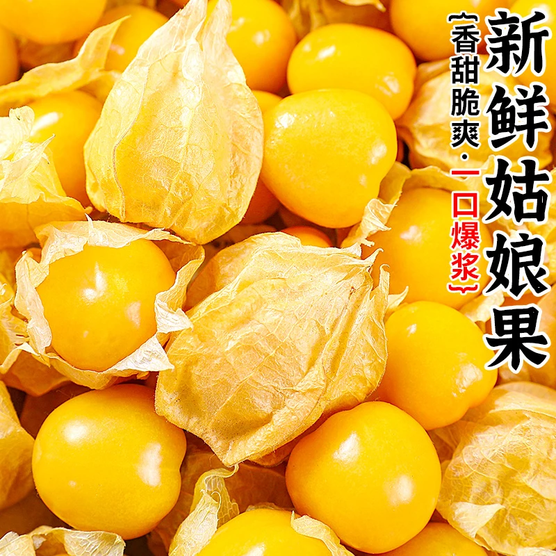 云南姑娘果0.5-3斤水果新鲜黄金莓当季灯笼果黄菇娘洋姑凉果整箱