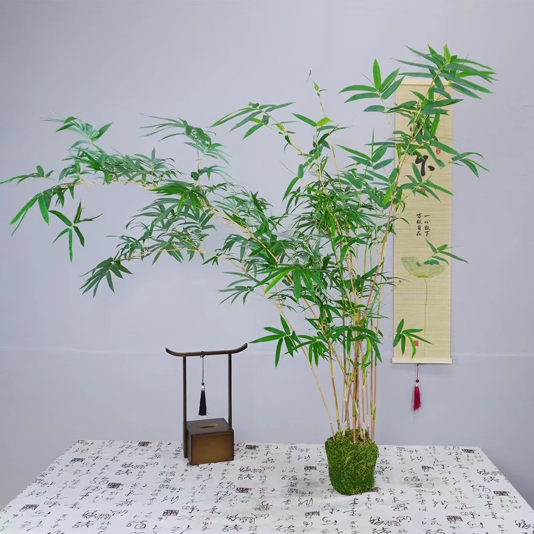 红观音竹竹子（直播间绿植客厅一物一拍）竹子绿植客厅