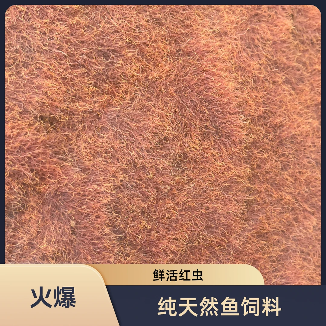 人工养殖线虫红线虫线蛇金鱼热带鱼食物鱼食鲜活红虫纯天然鱼饲料