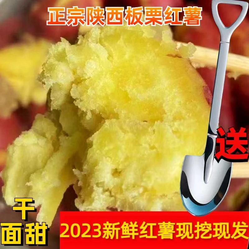 陕西临潼板栗红薯粉糯干面香甜净重5/9斤沙土地瓜番薯烤红薯栗香