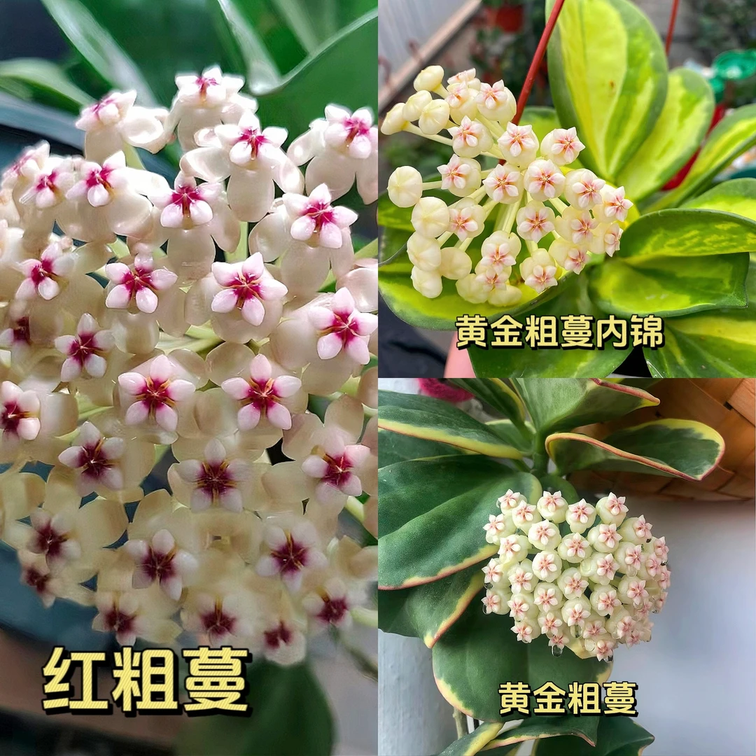 【粗蔓球兰】超勤花红粗蔓白粗蔓黄金粗蔓阳台办公室垂吊爬藤球兰