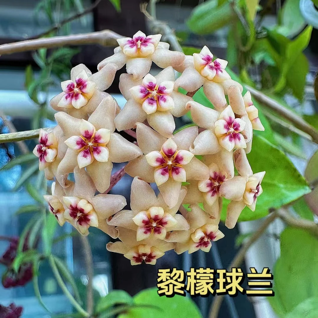 【黎檬球兰】黄色花球阳台办公室垂吊爬藤花卉 懒人必备球兰