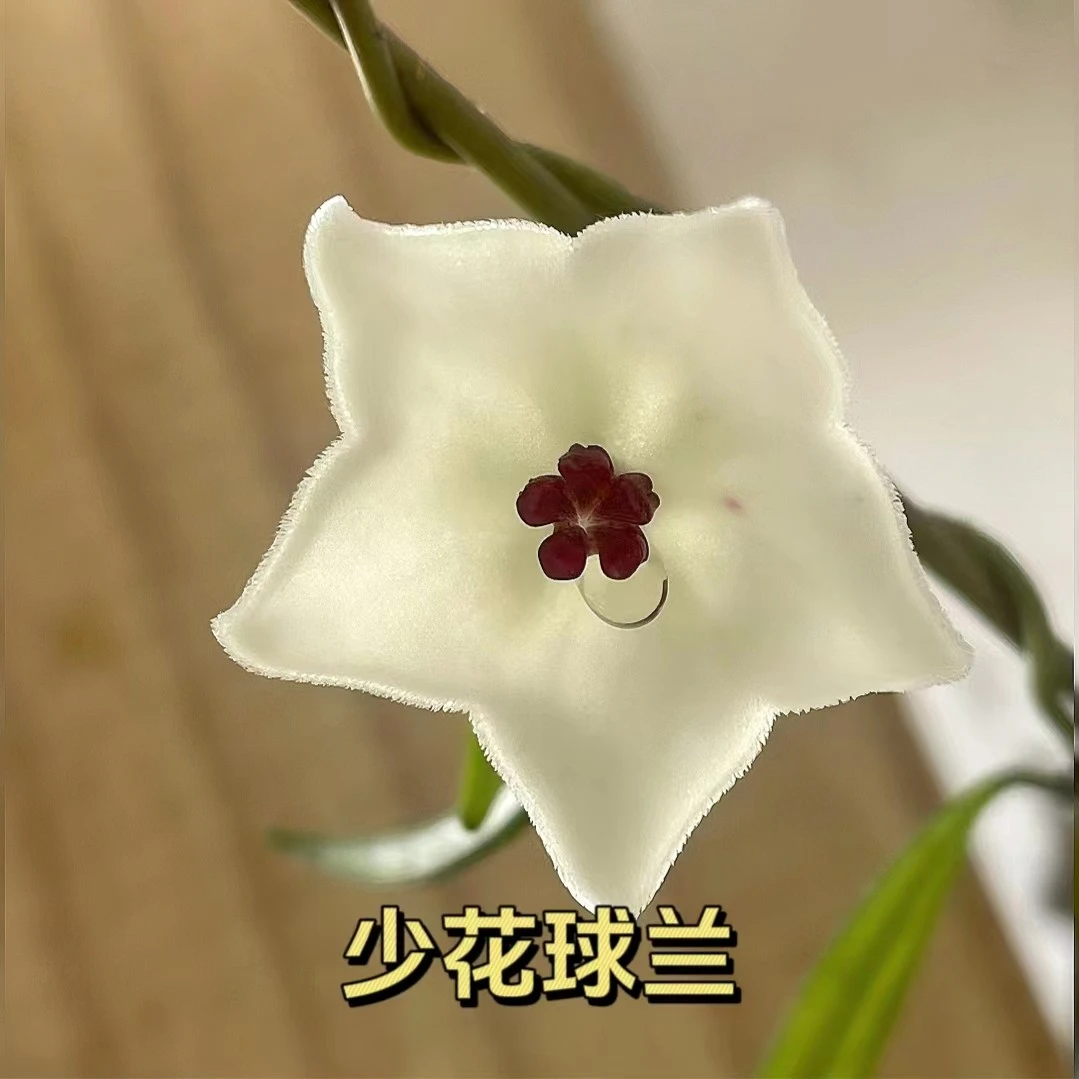 【少花球兰】白色花阳台办公室藤垂吊可选容易开花基地种植四季生长
