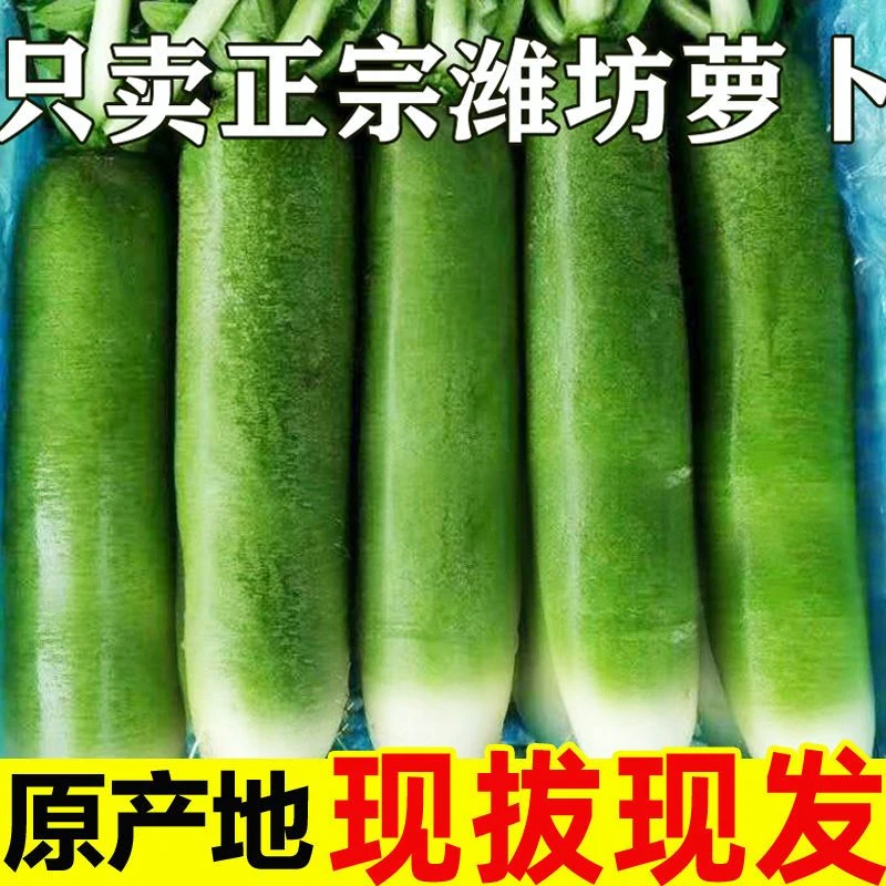 山东水果萝卜甜脆水果型潍坊萝卜正宗新鲜清凤梨潍县冰淇淋萝卜