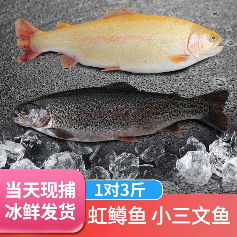 2条3.5斤金鳟鱼红鳟鱼永登鱼