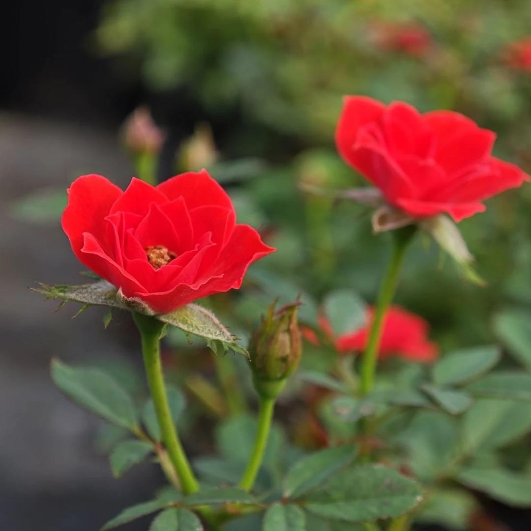 新品超微月季小姑娘迷你越南微型月季四季开花盆栽花卉室外玫瑰