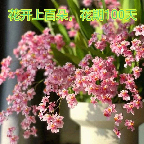 带花苞梦香文心兰当年开花梦香兰花苗浓香花卉盆栽水培绿植好养活