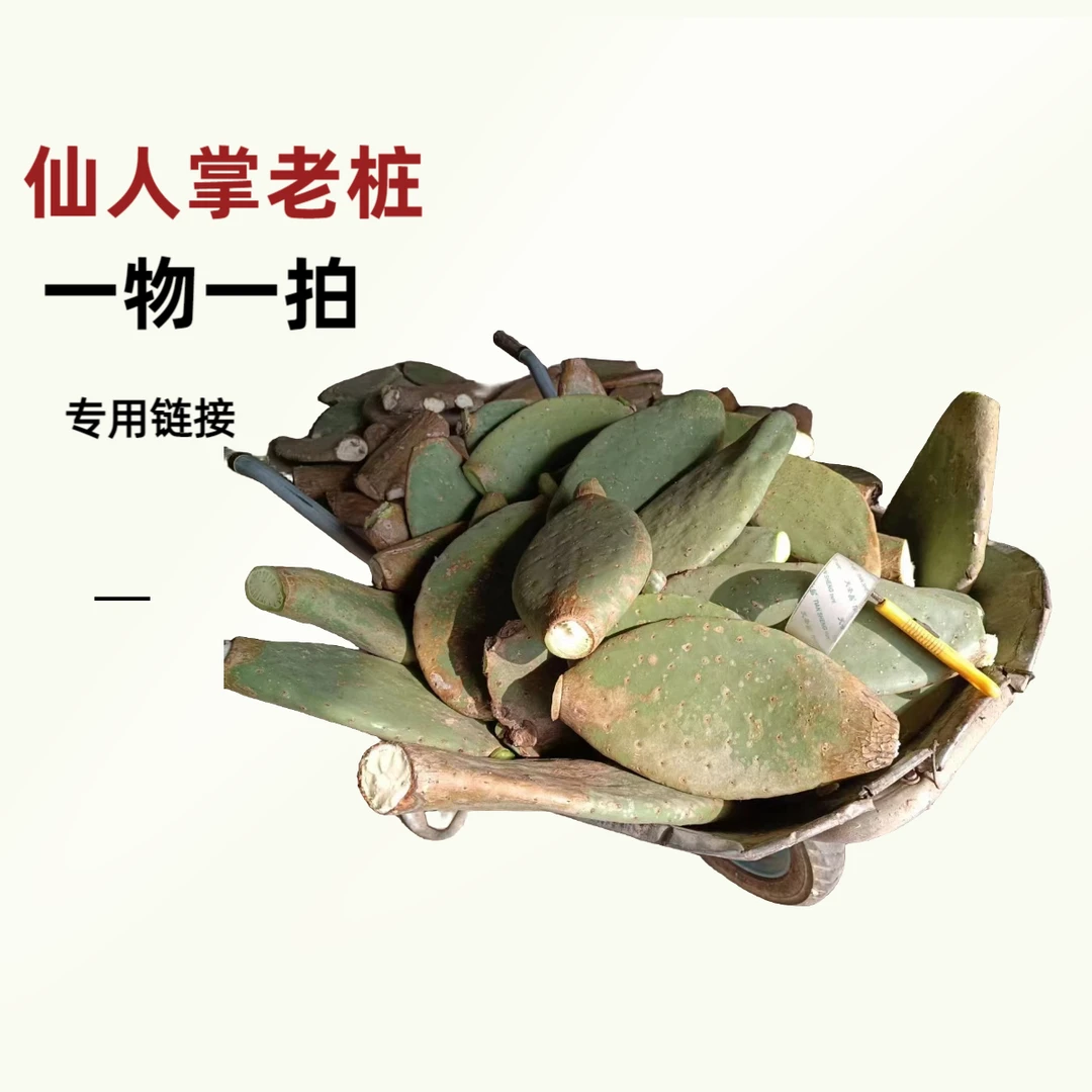 仙人掌老桩片一物一拍专用链接