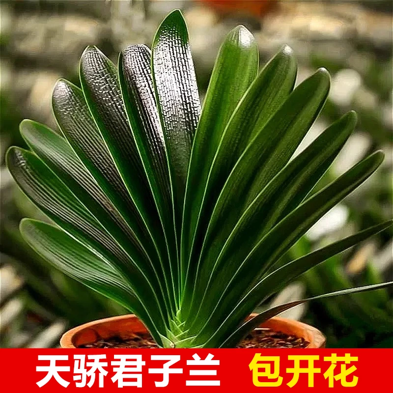 【天娇臻品】君子兰盆栽开花植物室内四季常青好养花卉观花绿植