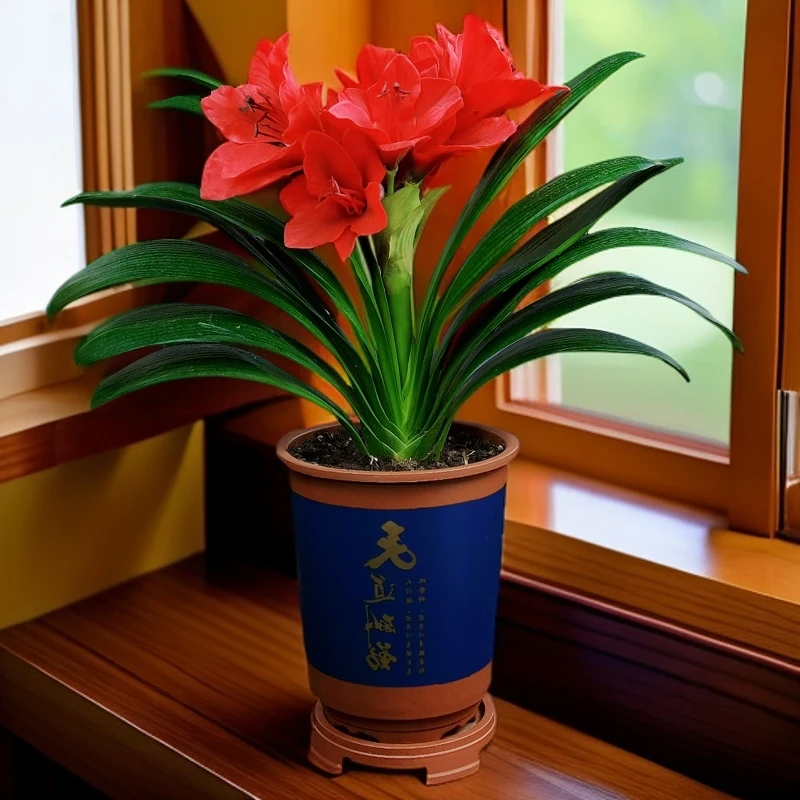 【赤焰红】君子兰盆栽精品花卉植物室内易活绿植水培好养多肉大全