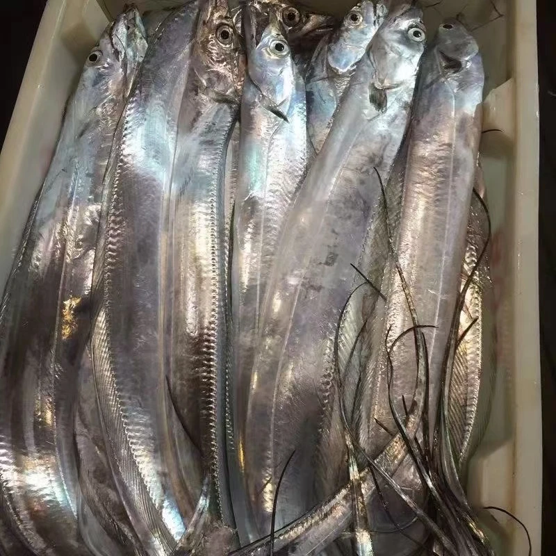 新【A】7条合计3.5斤：钓带鱼 小眼油带鱼买4条送3条到手7条3.5斤