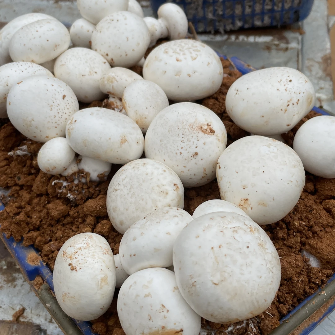 新鲜双孢菇口蘑白蘑江西基地现摘自然种植【包邮】