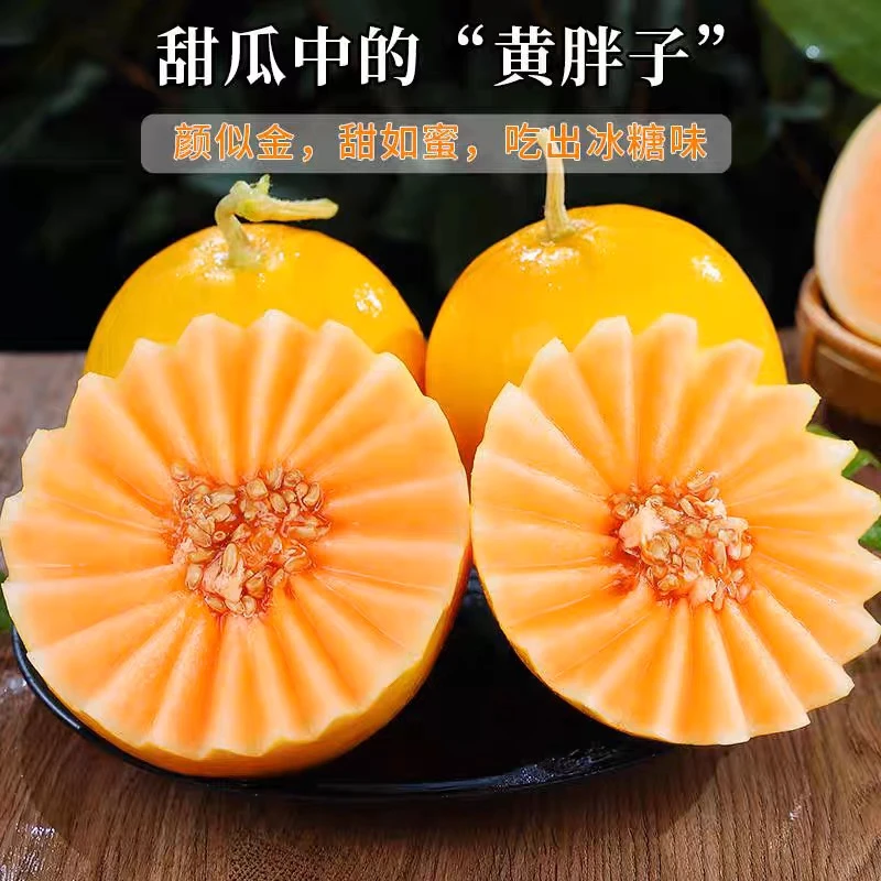 桔良人甘肃民勤沙漠头茬蜜瓜2-9斤应季新鲜多汁金红宝甜瓜包邮