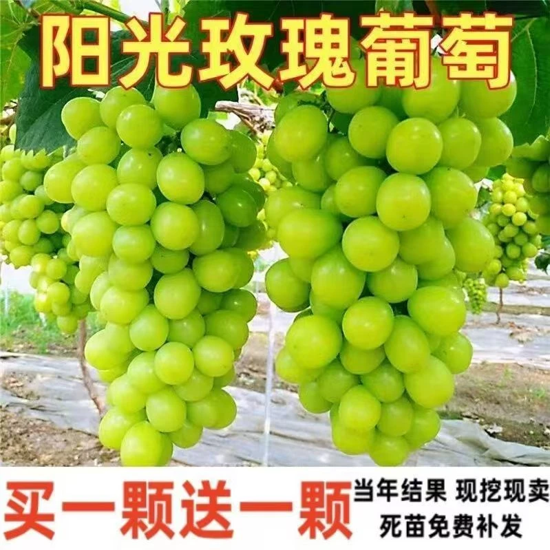 嫁接丰产大苗葡萄阳光玫瑰蓝宝石南北方种植