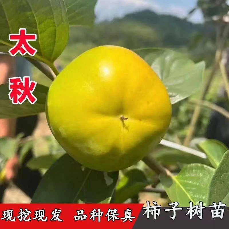 嫁接脆甜柿子软甜柿子树苗南北方种植